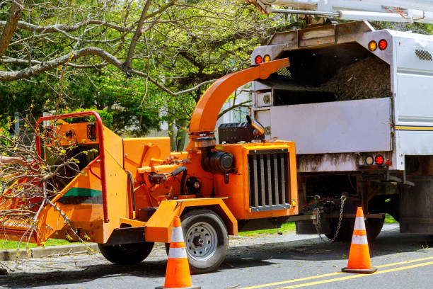 Best Tree and Shrub Care  in Baldwinsville, NY