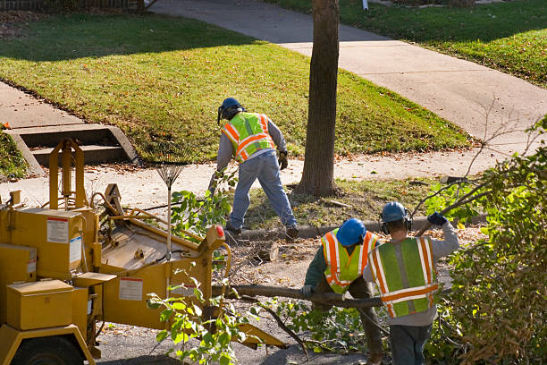 Professional Tree Care Services in Baldwinsville, NY